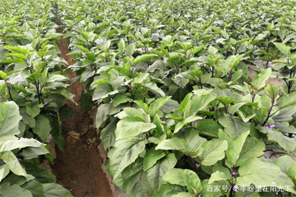 茄子怎么种植好(茄子怎样种植才能得到高产视频)