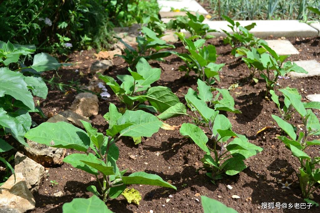茄子怎么种植好(茄子怎样种植才能得到高产视频)