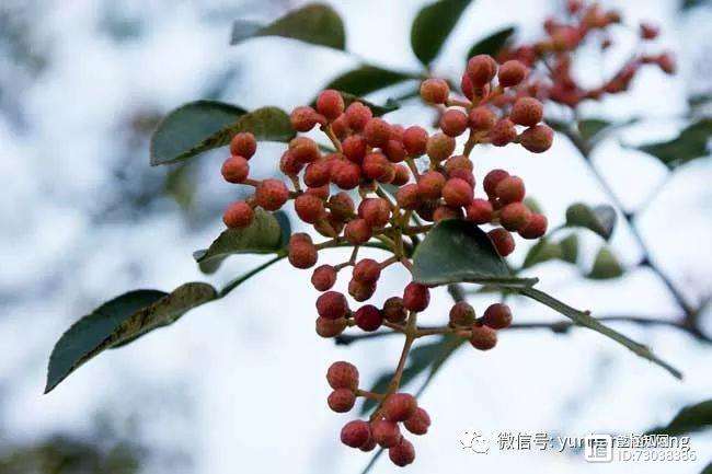花椒杀虫(花椒杀虫药)