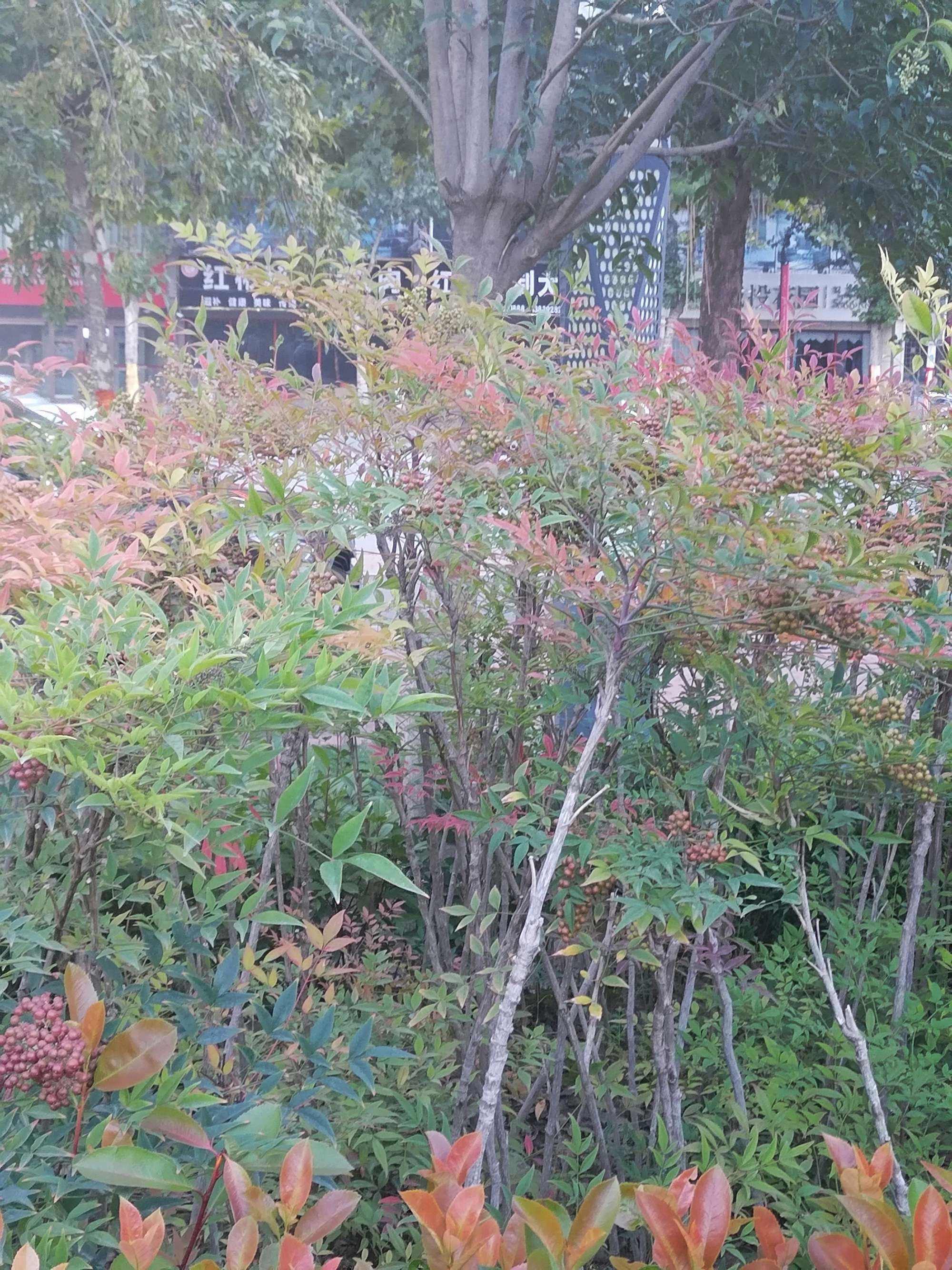 南天竹病虫害防治(南天竹病虫害防治方法)