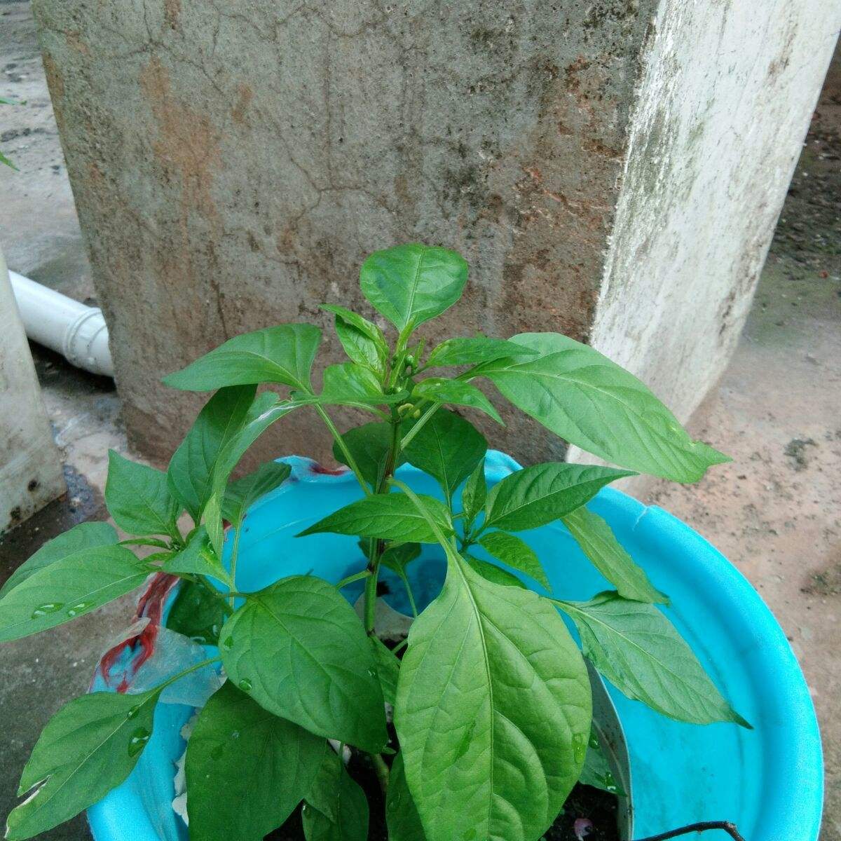 种植辣椒如何浇水(种辣椒如何施肥浇水)