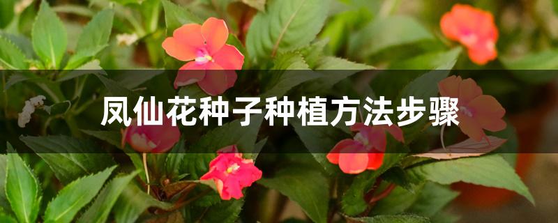 凤仙花的播种步骤(凤仙花的播种步骤图片)
