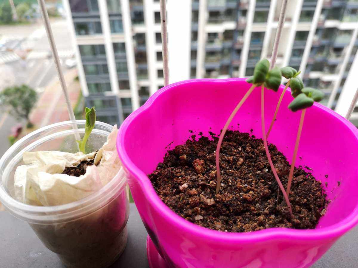 凤仙花的播种步骤(凤仙花的播种步骤图片)
