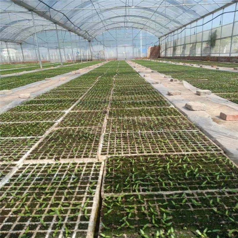 大白菜漂浮育苗技术(大白菜苗期水肥管理技术)