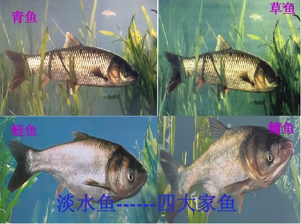 鱼类是怎么繁殖后代的(鱼类是怎么繁殖后代的视频)