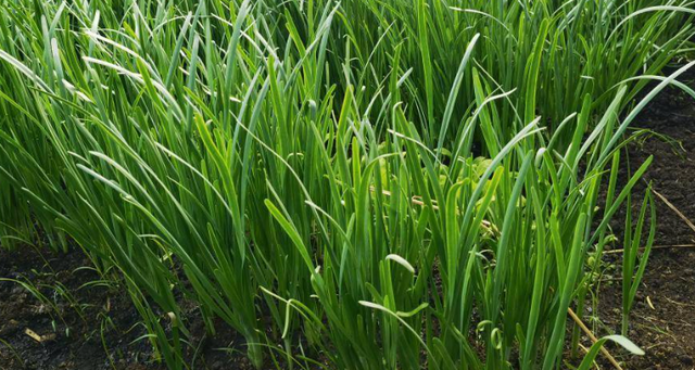 韭菜种植喜欢干还是湿(种韭菜是湿点好还是干点好)