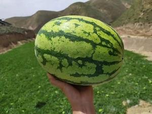 宁夏石头瓜为什么不让种(宁夏石头瓜为什么不让种植)