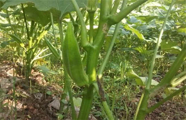 什么时候种植秋葵(什么时候种植秋葵最适合)