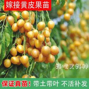 黄皮果苗选什么品种好(黄皮果苗选什么品种好吃)