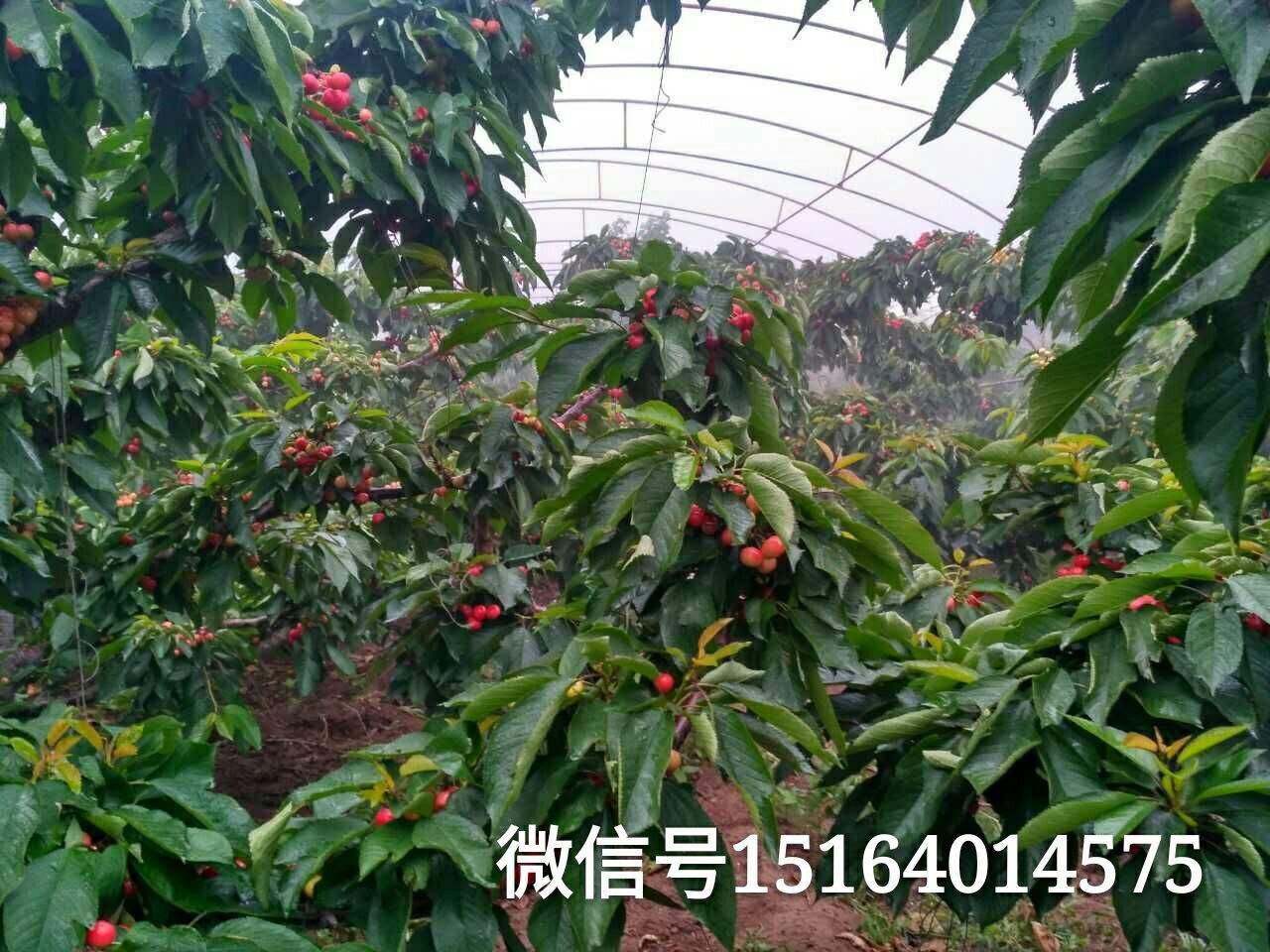 大樱桃经典施肥方案(大樱桃经典施肥方案有哪些)