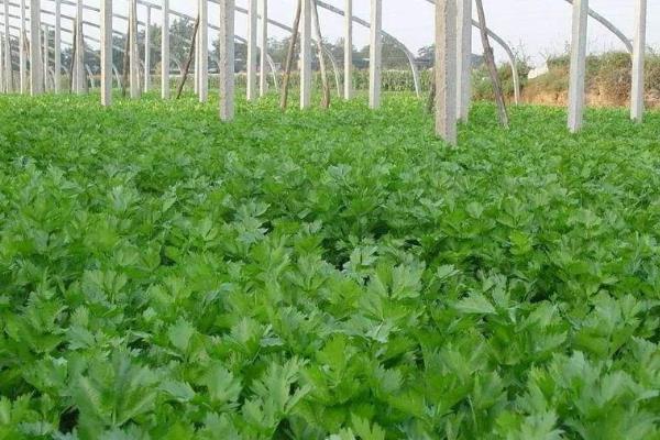 芹菜籽怎么种植方法如下(芹菜籽怎么种植方法如下图片)