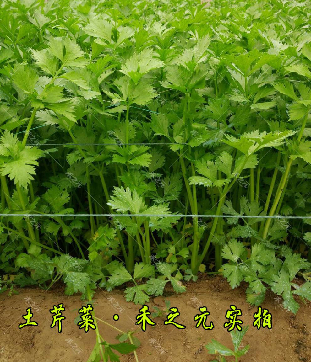 芹菜籽怎么种植方法如下(芹菜籽怎么种植方法如下图片)