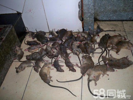 昆明灭鼠杀虫(昆明灭鼠杀虫公司林枭)