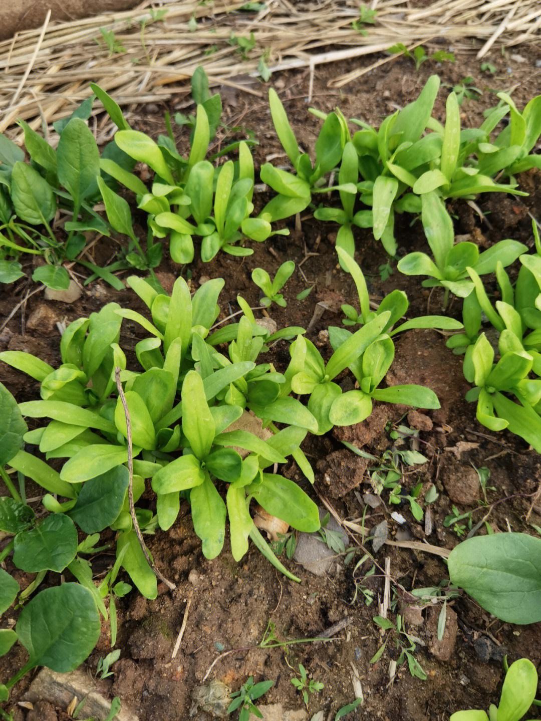 菠菜移栽好吗(菠菜可以移种吗)
