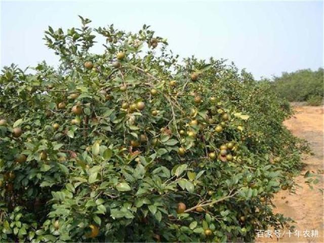成年油茶树什么时候施肥合理(成年油茶树什么时候施肥合理呢)