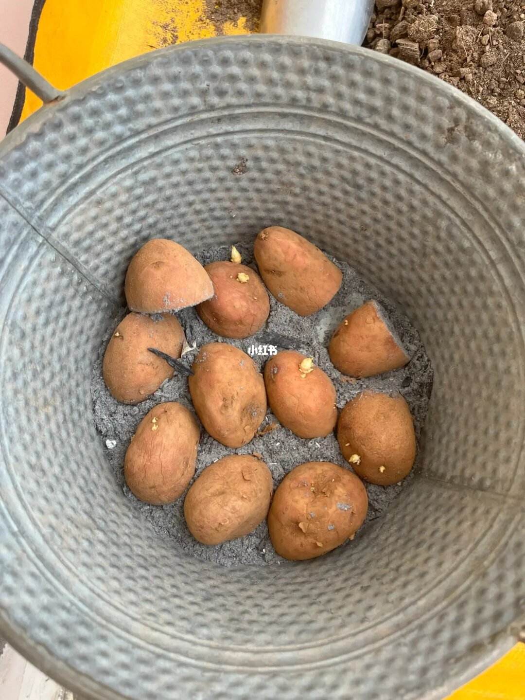 种土豆赚钱(种植土豆的成本和利润)