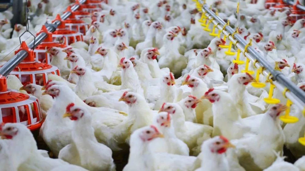肉鸡饲养,养一千只鸡要多少本钱,,1.24,12,高,价格词的简单介绍