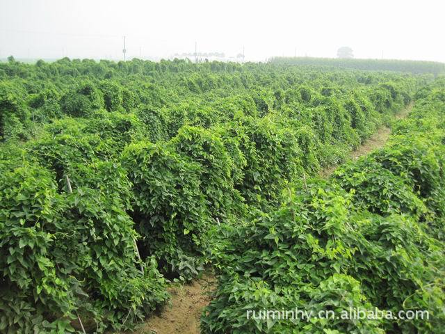 铁棍山药种植方法(铁棍山药种植方法图解)