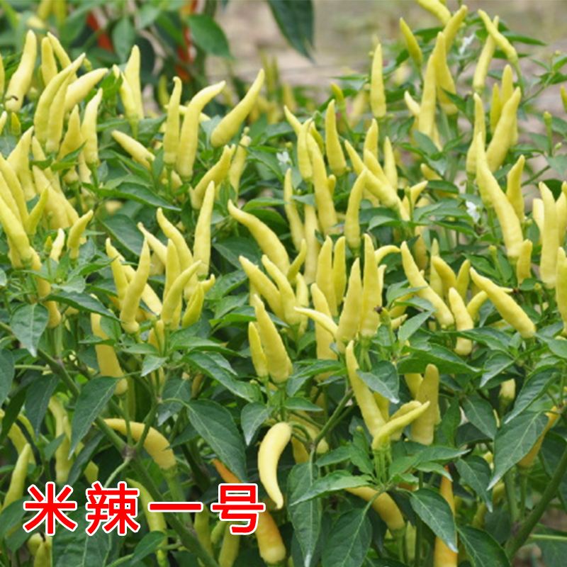 小米辣椒的种植视频(小米辣椒育苗方法和时间)