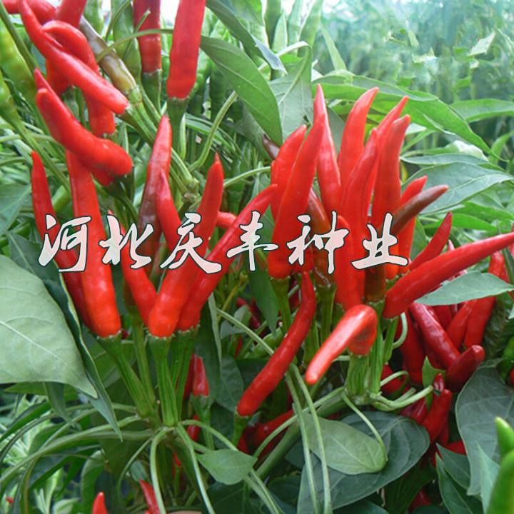 小米辣椒的种植视频(小米辣椒育苗方法和时间)