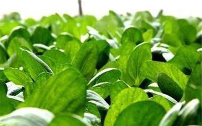 农村反季节蔬菜的种植技术(农村反季节蔬菜的种植技术要点)
