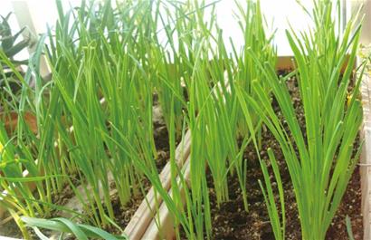 韭菜根的种植方法(韭菜根的种植方法图片)