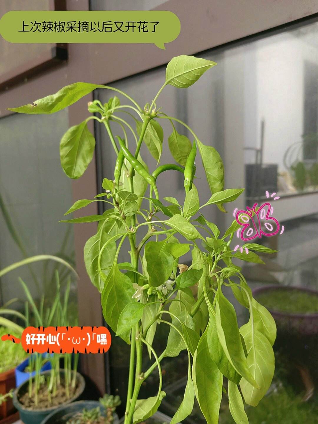 阳台花盆种辣椒(阳台花盆种辣椒只长高不开花)