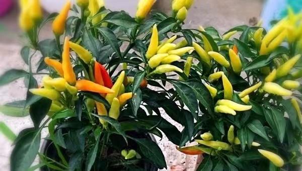 阳台花盆种辣椒(阳台花盆种辣椒只长高不开花)