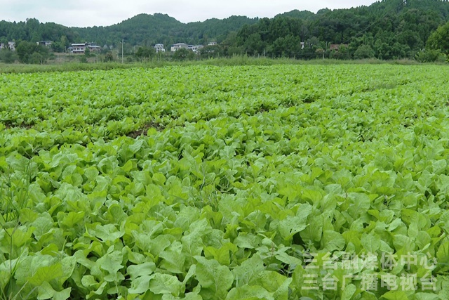 青菜种植距离(青菜种植距离多远合适)