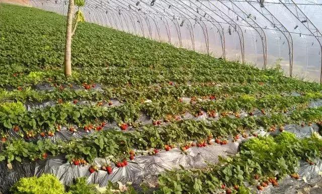 草莓冬天种植方法(冬季草莓苗怎么种植)