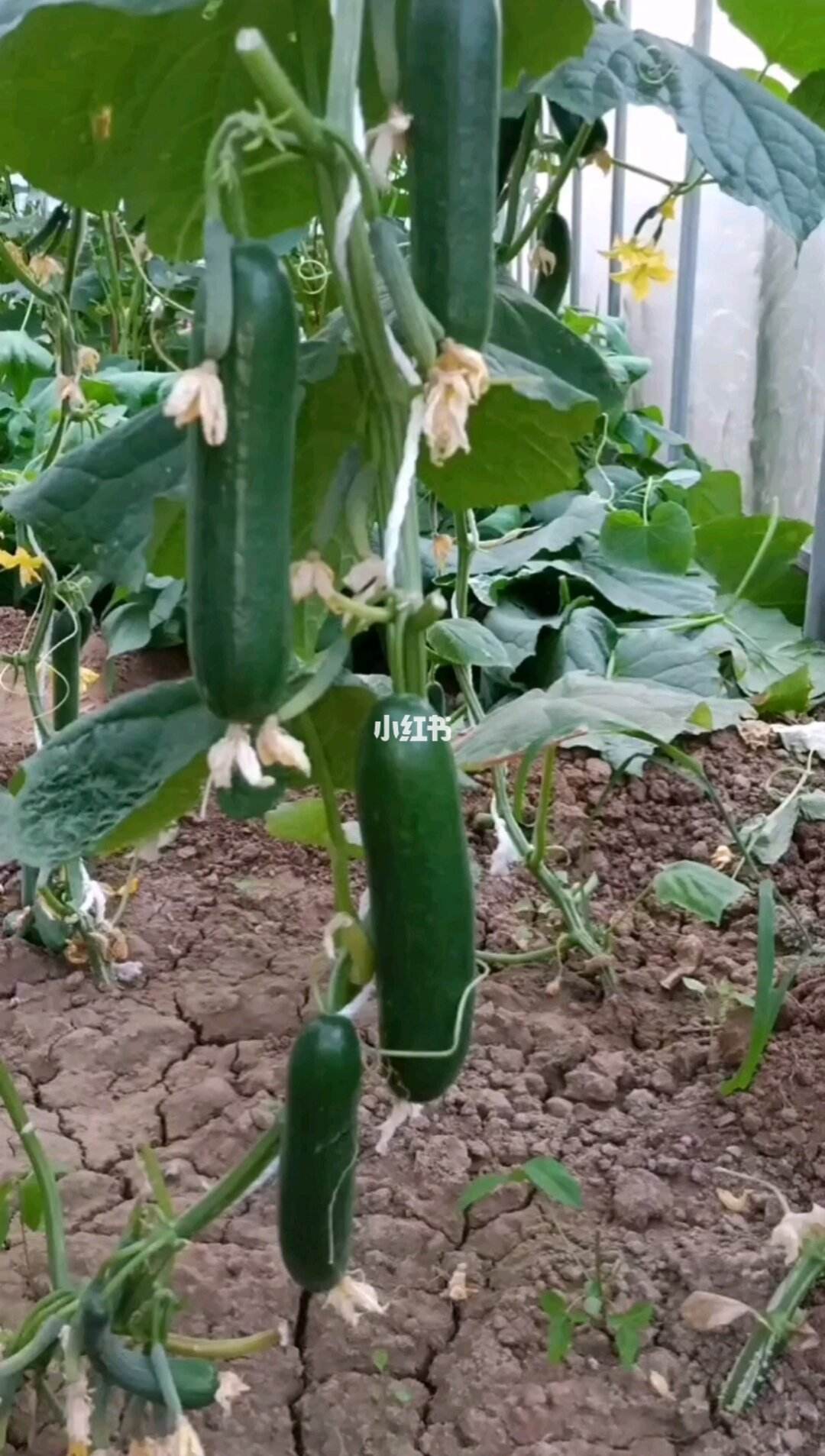 种植黄瓜的间距是多少(种植黄瓜的间距多少为好)