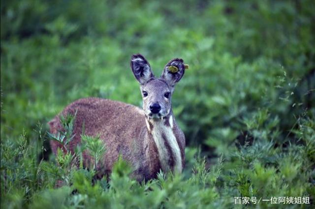 保护动物种类(保护动物种类的天牛长什么样图片)