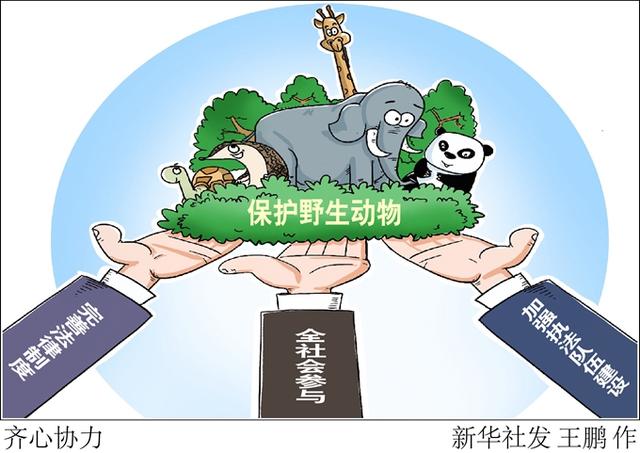 保护动物种类(保护动物种类的天牛长什么样图片)