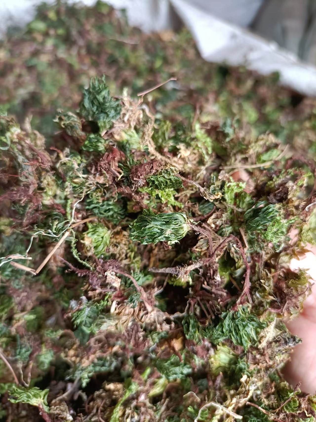归心草功效(归心草是什么样子)