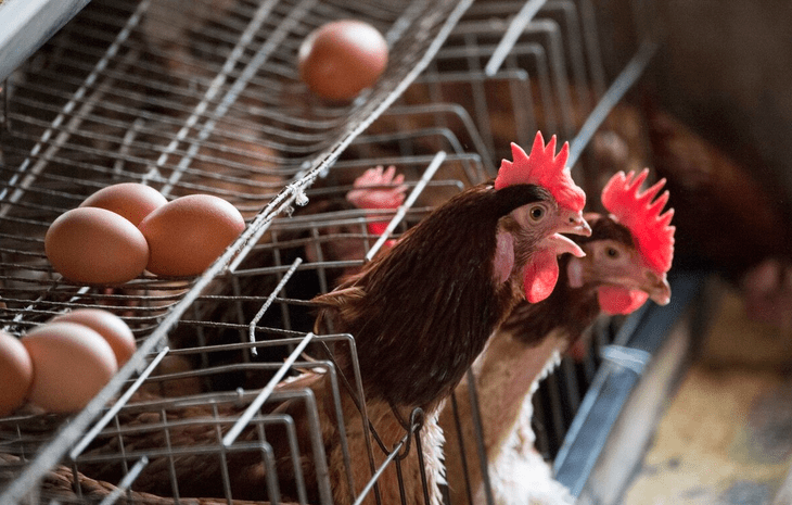 关于肉鸡饲养,高产蛋鸡养殖方法,,1.24,2,中,方法词的信息