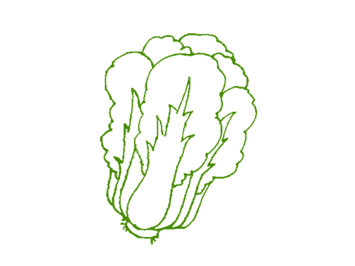 白菜的画(白菜的画法色彩)