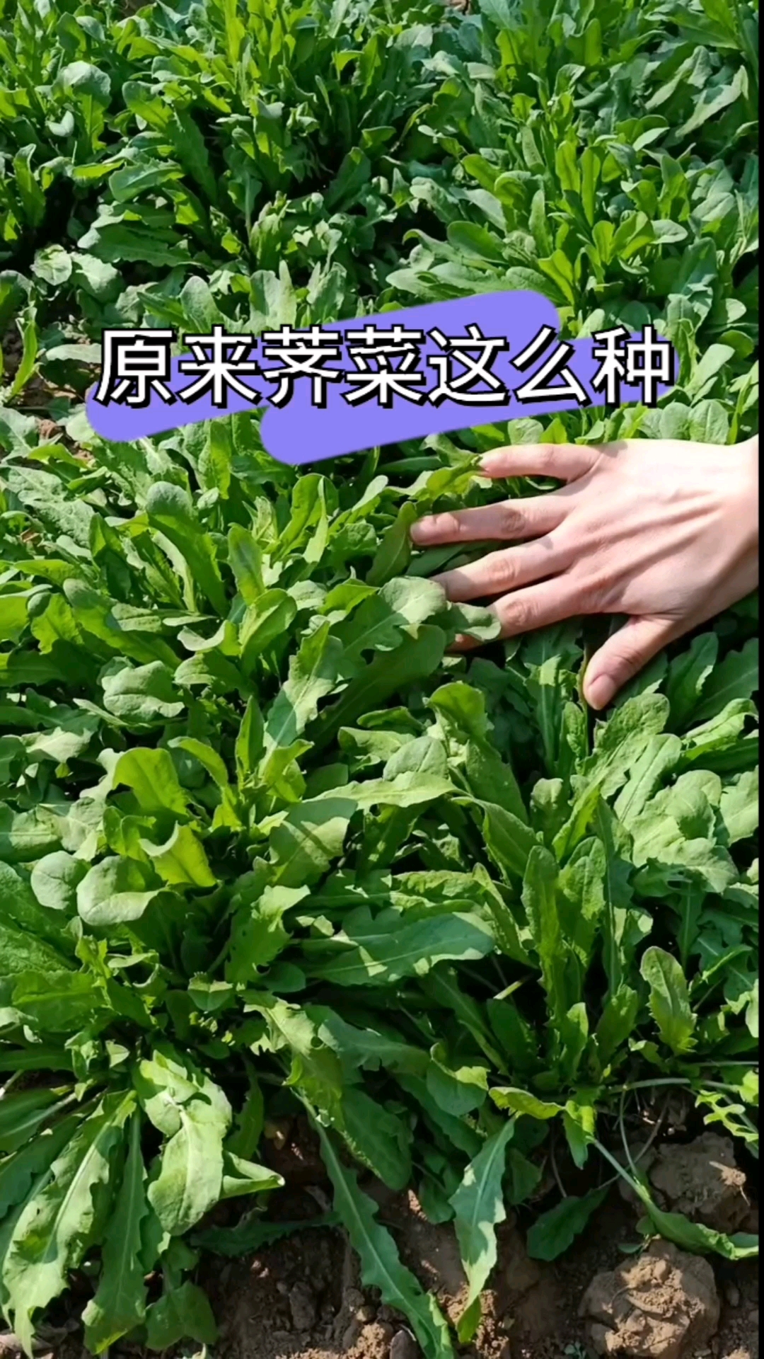 有几种荠菜(荠菜有多少种)