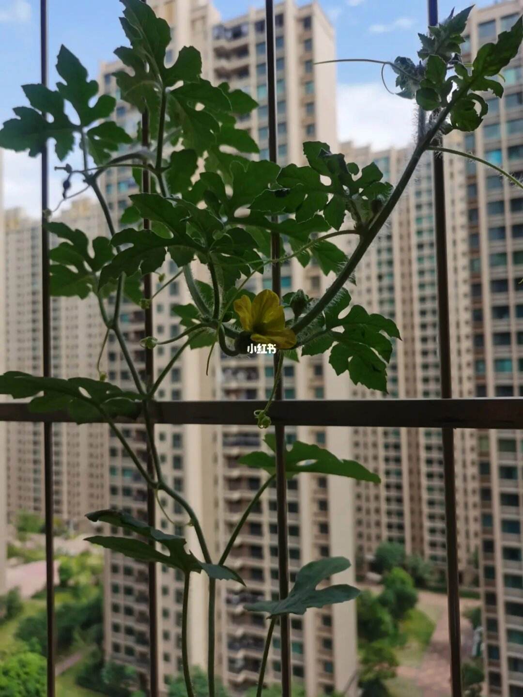 阳台能种西瓜吗(阳台能种西瓜吗冬天)
