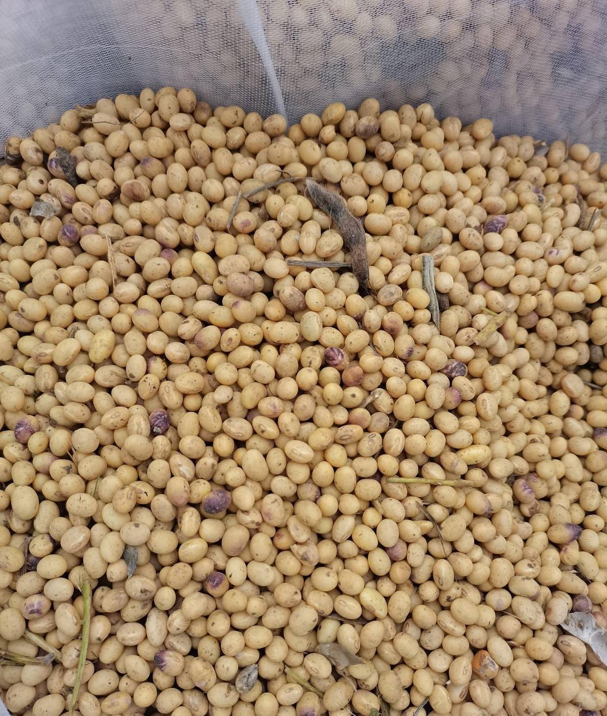 种大豆一米多少个粒(种大豆每亩需要多少斤种子)