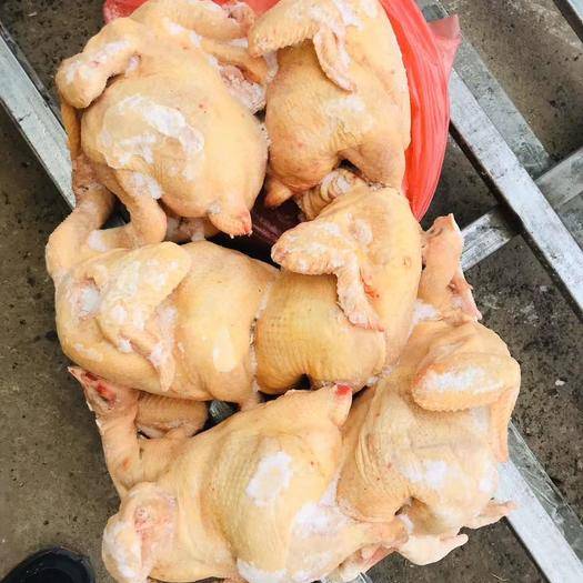 养肉食鸡(养肉食鸡国家有补贴吗)