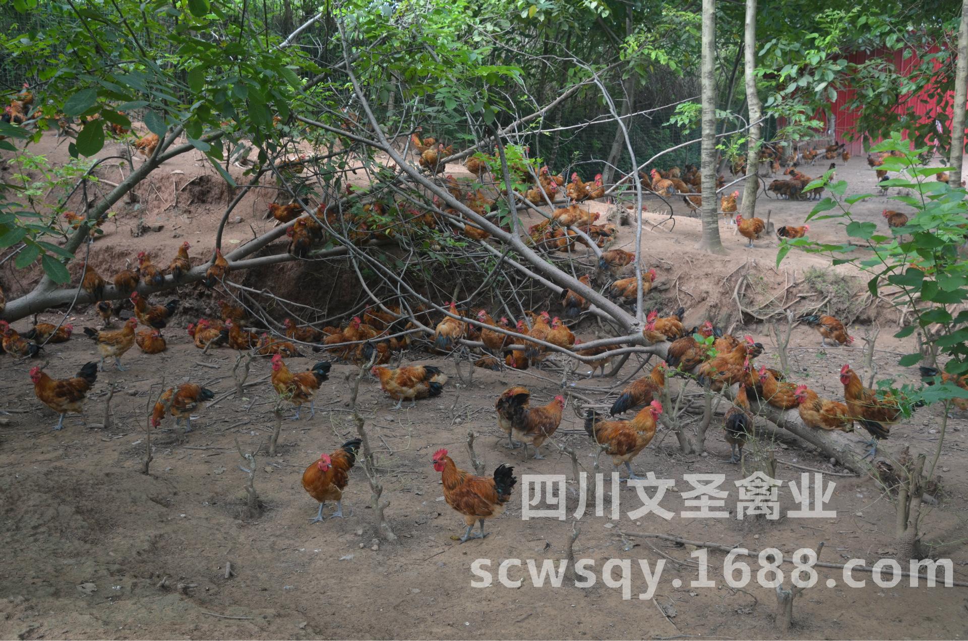 特种鸡养殖(特种鸡养殖场)