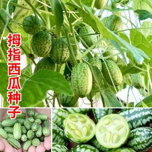 架西瓜种子(西瓜种子用处)