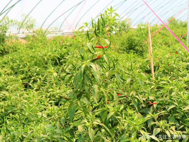 山地种辣椒(山地种植辣椒)