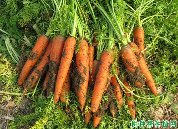 红萝卜栽培技术要点(红萝卜栽培技术要点是什么)