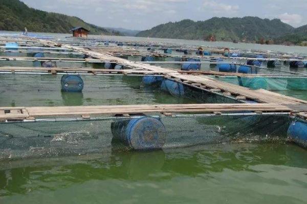 水产养殖排行(水产养殖排行榜)