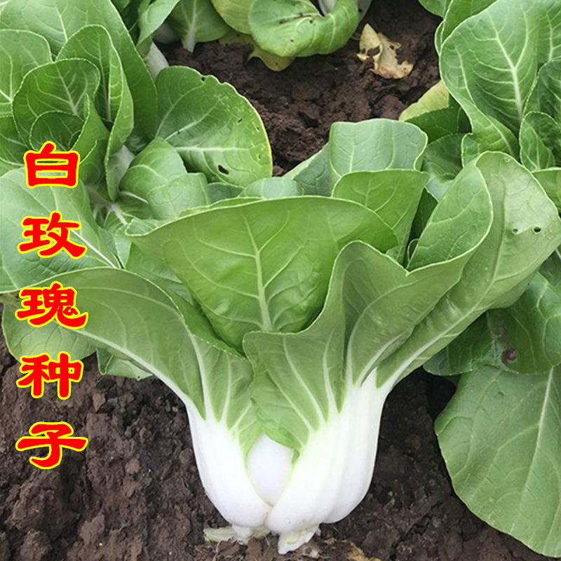 盆栽小青菜种子怎么种(盆栽小青菜种子怎么种植)