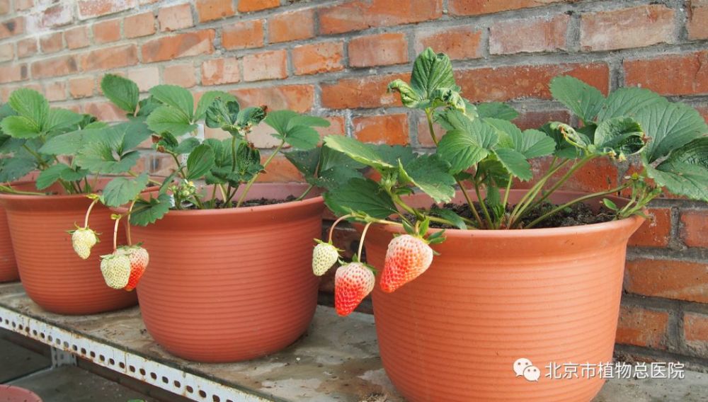 阳台种植草莓(阳台种植草莓怎么施肥)