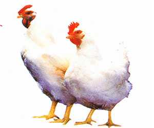 关于肉鸡饲养,白羽肉鸡的养殖,,1.24,2,中,培育词的信息