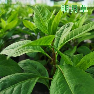 白子菜的种植方法(白子菜的种植方法和技术)