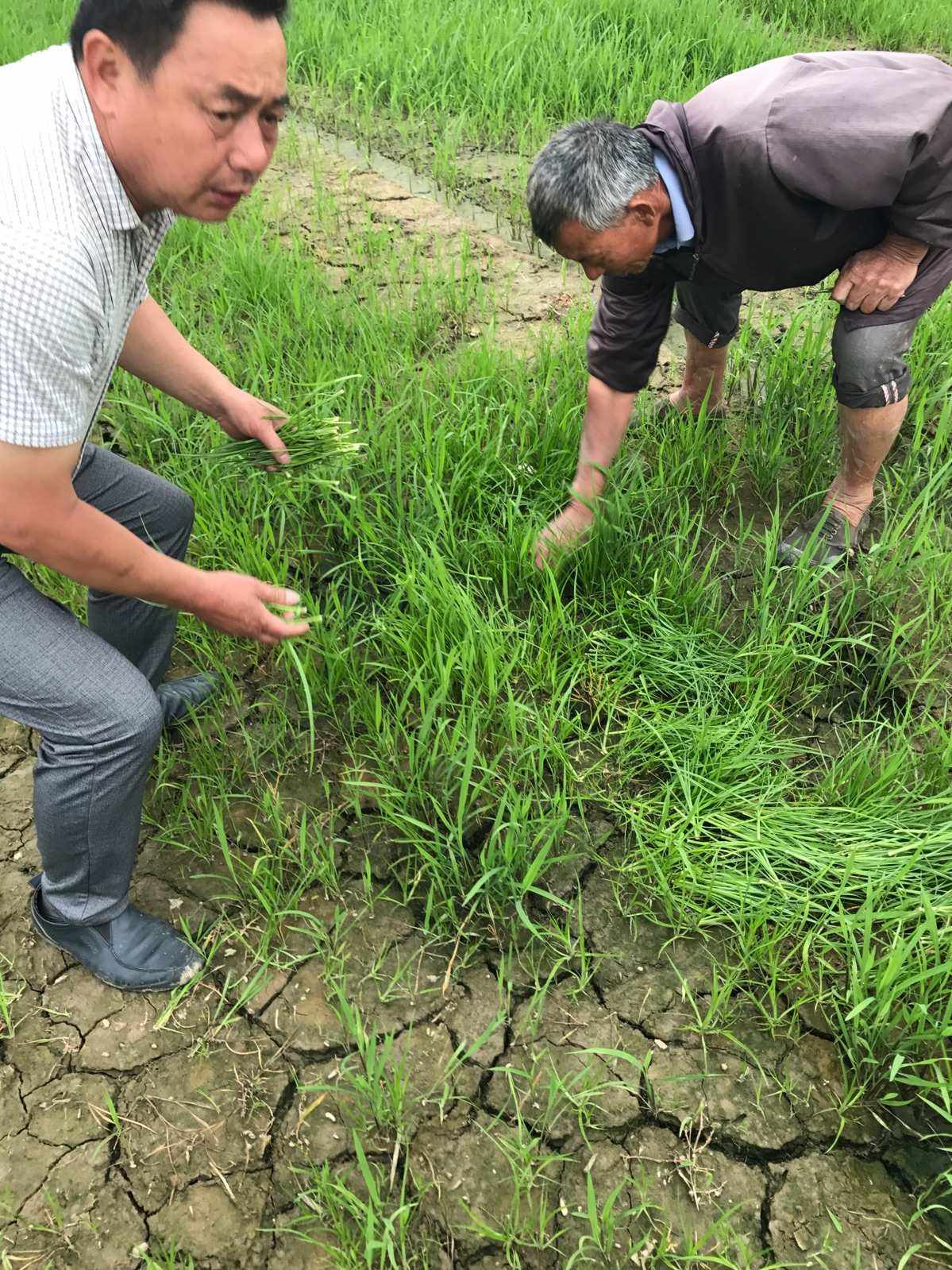 田间除草作文(田间除草作文怎么写)